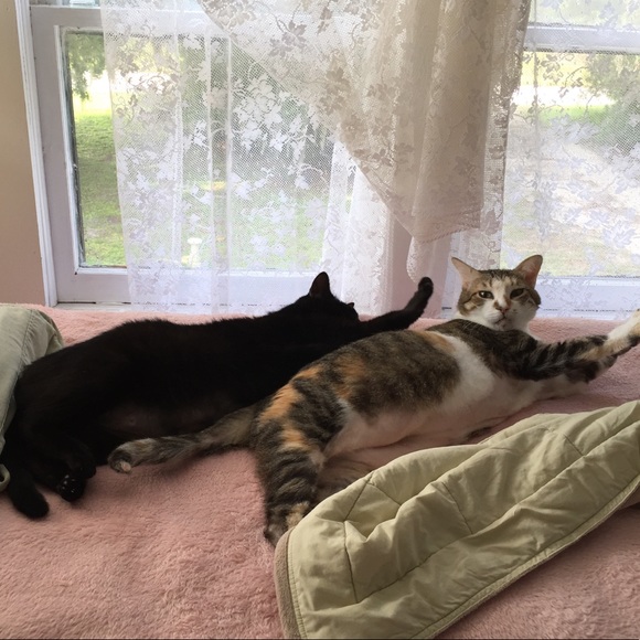 Welcome to my Closet❣️ - Picture 4 of 5